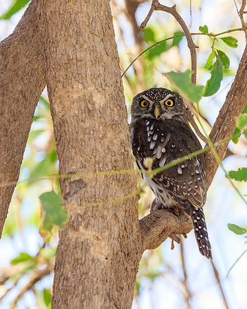 Pearl Spotted Owl - Image by Wendy Podmenik Woodell