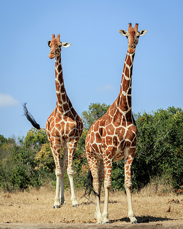 Maasai Mara Giraffe 2 - Image by Wendy Podmenik Woodell