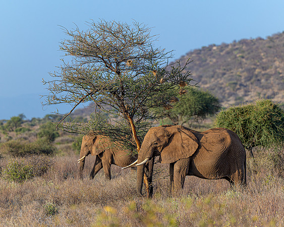 Elephants in Samburu R62_8315-CR3 Image by Glenn Woodell