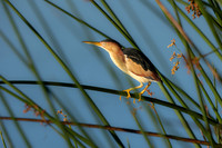 Bittern- R62_9834-CR3 Image by Glenn Woodell