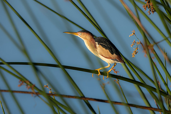 Bittern- R62_9834-CR3 Image by Glenn Woodell