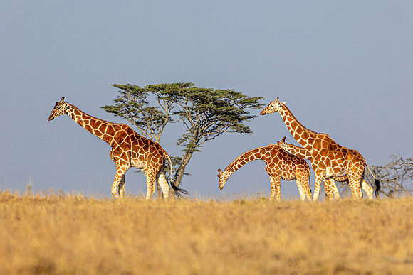 Giraffes in Ol Pejeta R61_0405-CR3 Image by Glenn Woodell
