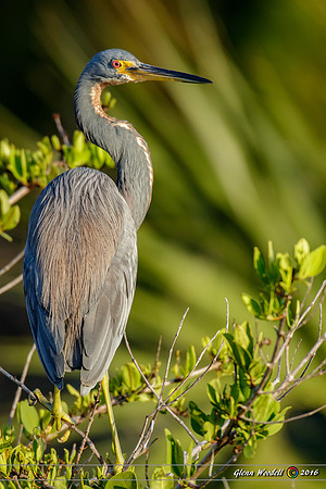 Tri Color Heron- Image by Glenn Woodell
