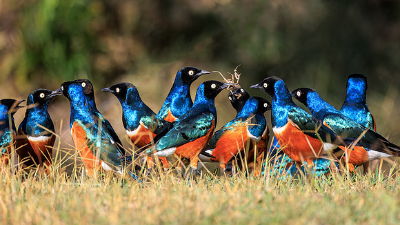 Ol Pejeta Grackles - Image by Wendy Podmenik Woodell