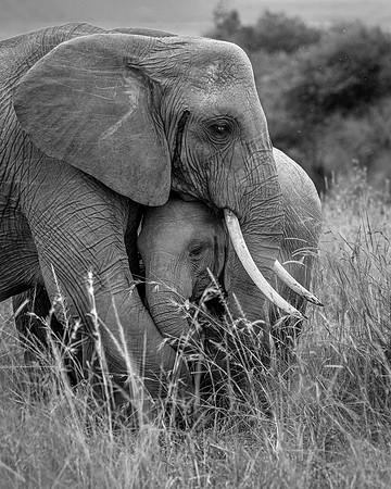 Elephant with young in Maasai Mara R62_9083-BW