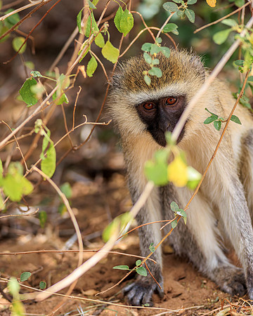 Samburu Vervet Monkey 1 - Image by Wendy Podmenik Woodell