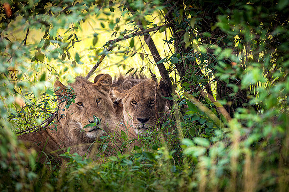 Lions in Maasai Mara R61_3529-CR3 Image by Glenn Woodell