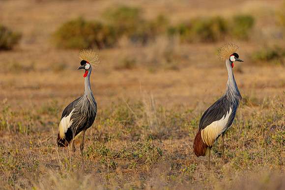 African crowned cranes of Samburu R61_8611-CR3 Image by Glenn Woodell