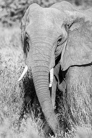 Samburu Elephant 42 - Image by Wendy Podmenik Woodell