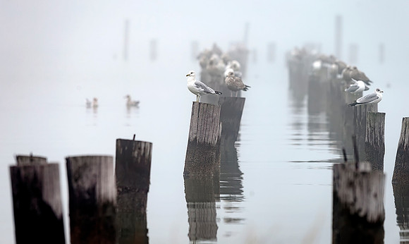 Poquoson Image by Glenn Woodell