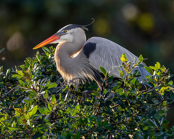 Great Blue Heron- Image by Glenn Woodell