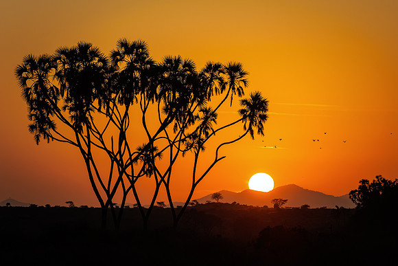 Samburu Sunrise - Image by Wendy Podmenik Woodell