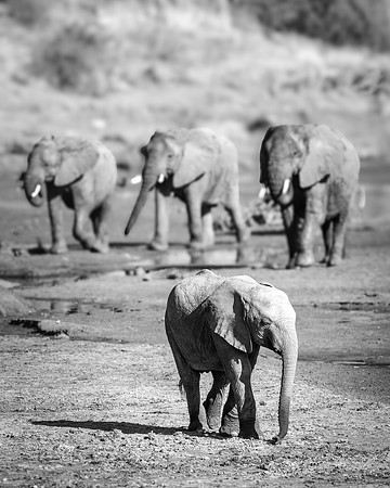 Samburu Elephant  26 - Image by Wendy Podmenik Woodell
