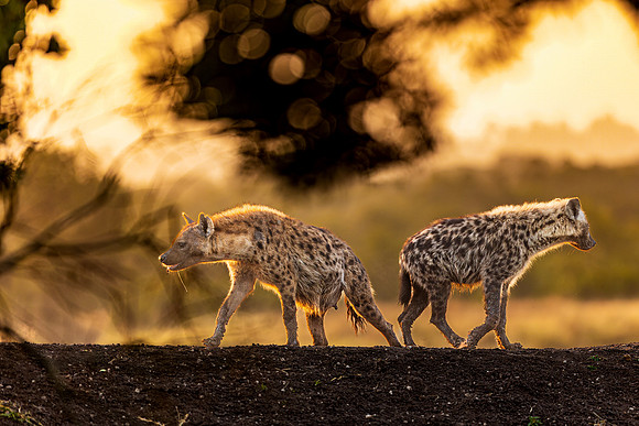 Spotted hyenas on lookout for lions in Ol Pejeta R61_1381-CR3 Image by Glenn Woodell