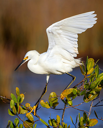Snowy Egret- On the March - Image by Wendy Podmenik Woodell