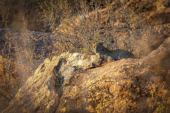 Leopard of Samburu R61_7789-CR3 Image by Glenn Woodell