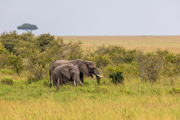Elephants in Maasai Mara R61_2378-CR3 Image by Glenn Woodell