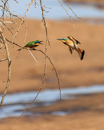 Samburu Bee Eater 3 - Image by Wendy Podmenik Woodell