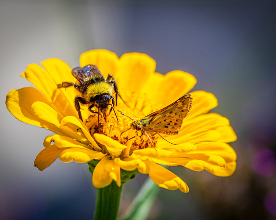 R61_3458 Image by Glenn Woodell