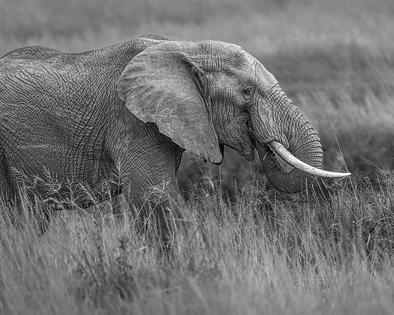 Elephant in Maasai Mara R61_2431-CR3 Image by Glenn Woodell