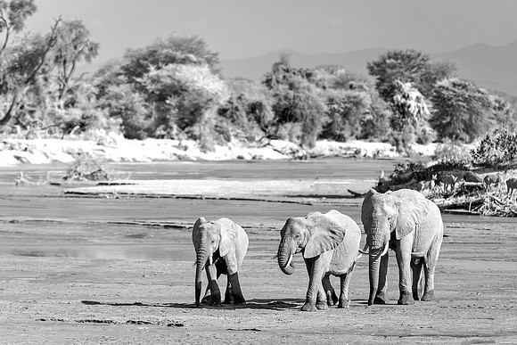 Samburu Elephant 23 - Image by Wendy Podmenik Woodell