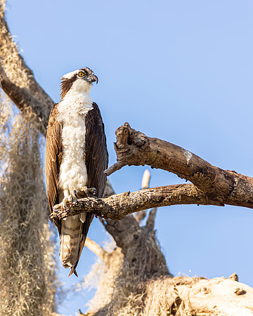 Osprey  -Image by Wendy Podmenik Woodell