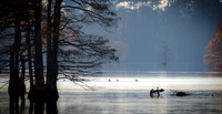 Virginia Beach- Stumpy Lake Image by Glenn Woodell
