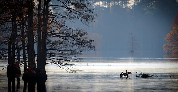 Virginia Beach- Stumpy Lake Image by Glenn Woodell