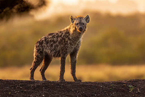 Spotted hyena on lookout for lions in Ol Pejeta R61_1374-CR3 Image by Glenn Woodell