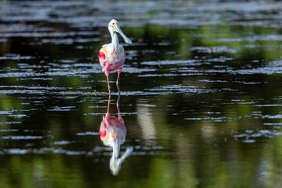 Roseate Spoonbill-  Image by Glenn Woodell