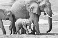 Samburu Elephant 13 - Image by Wendy Podmenik Woodell