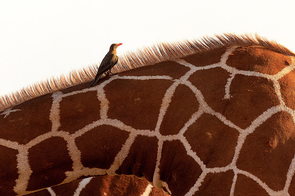 Samburu Giraffe 5 - Image by Wendy Podmenik Woodell