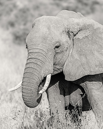 Samburu Elephant 41 - Image by Wendy Podmenik Woodell
