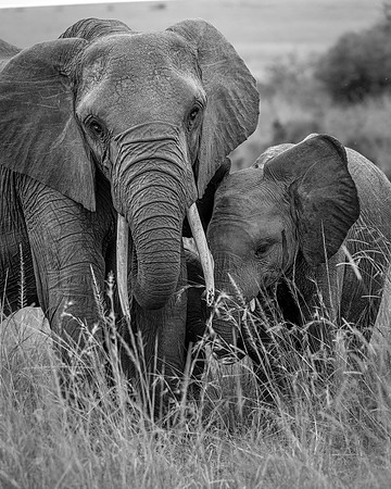 Elephant with young in Maasai Mara R62_9094-BW Image by Glenn Woodell