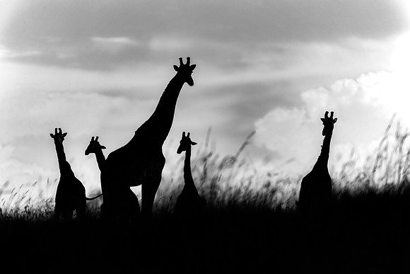Giraffes in Maasai Mara R61_3922-BW Image by Glenn Woodell
