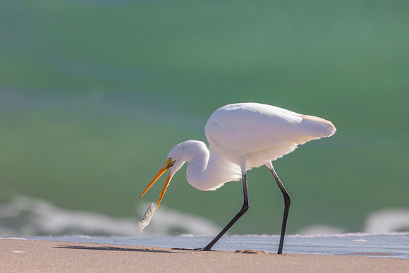 Egret- Image by Glenn Woodell