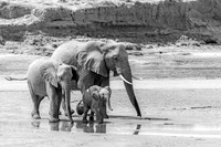 Samburu Elephant 9- Image by Wendy Podmenik Woodell