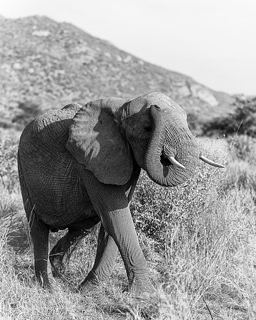 Samburu Elephant 37 - Image by Wendy Podmenik Woodell