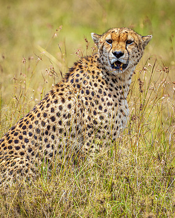 Cheetah in Maasai Mara R61_2306-CR3 Image by Glenn Woodell
