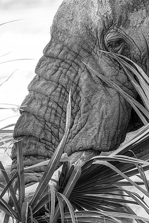 Samburu Elephant 7 - Image by Wendy Podmenik Woodell