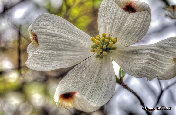 3-macro-flower