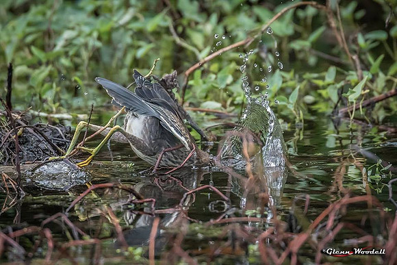 3-green-heron-2x
