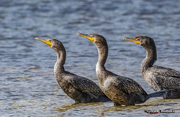 4-cormorants-at-2x