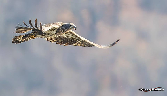 9-conowingo-juvenile