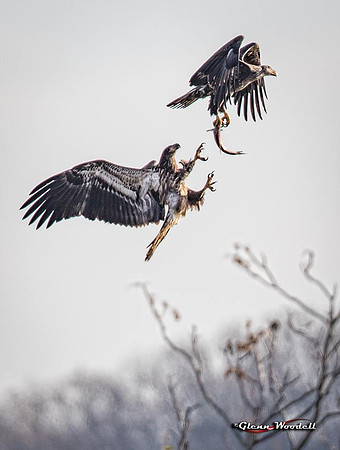 2-conowingo-eagle-fight