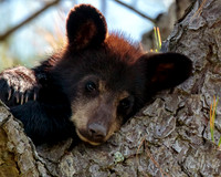Black Bear- Image by Glenn Woodell