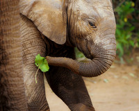 Samburu Elephant 14 - Image by Wendy Podmenik Woodell