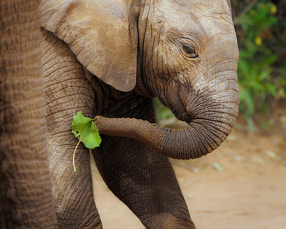 Samburu Elephant 14 - Image by Wendy Podmenik Woodell