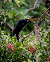 Anhinga- R62_2761 Image by Glenn Woodell