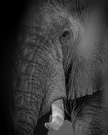 Samburu elephant R62_7630-CR3 Image by Glenn Woodell
